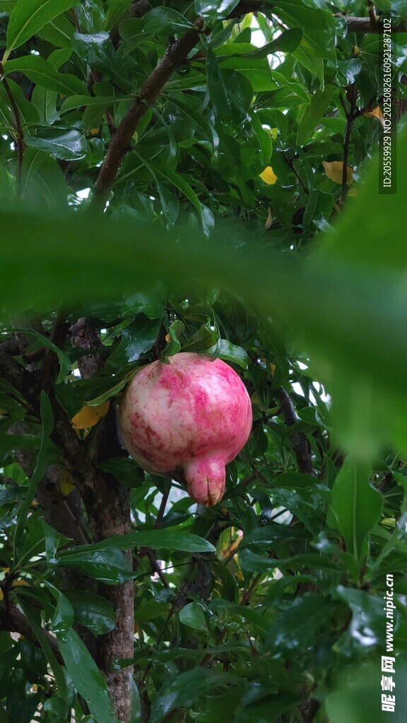 石榴