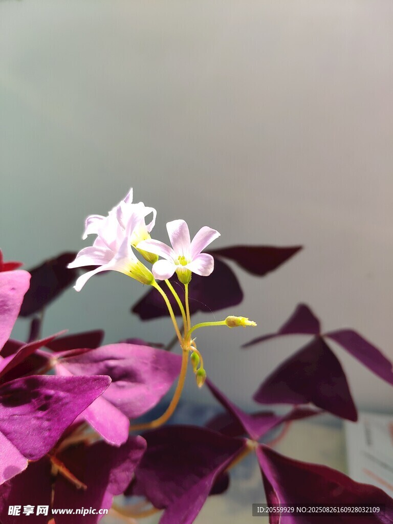 醡浆草