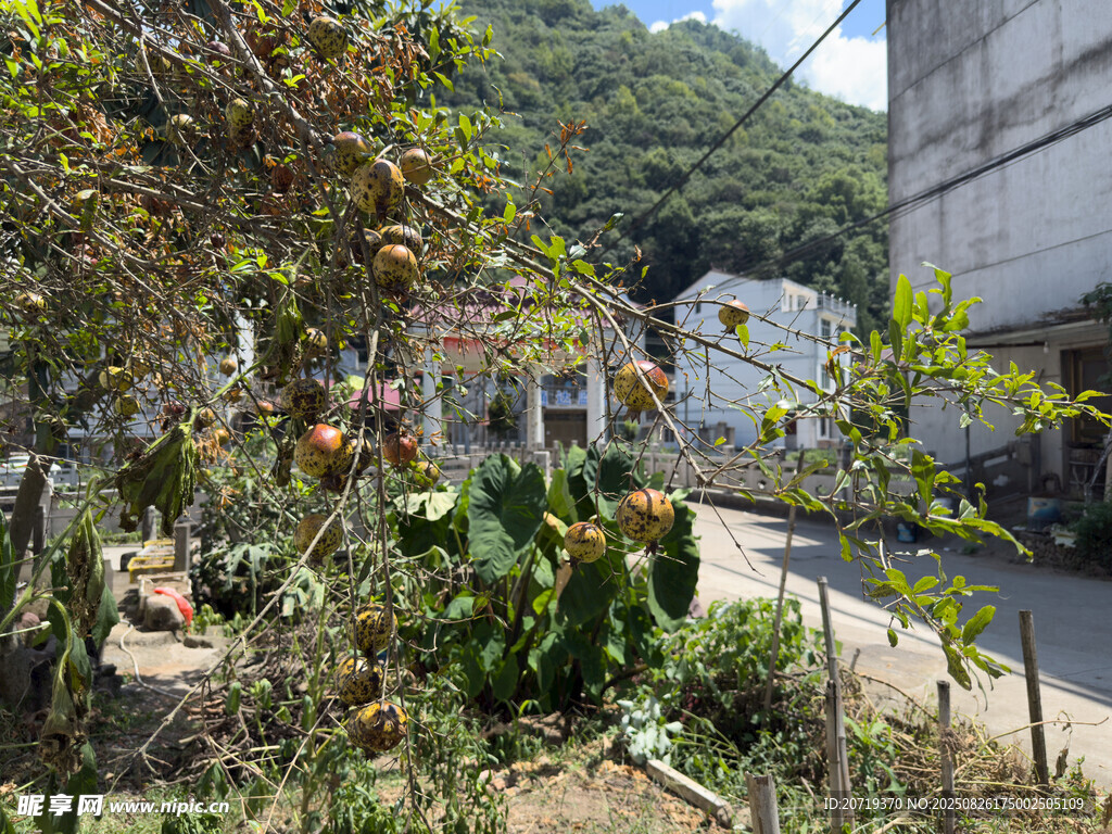 石榴