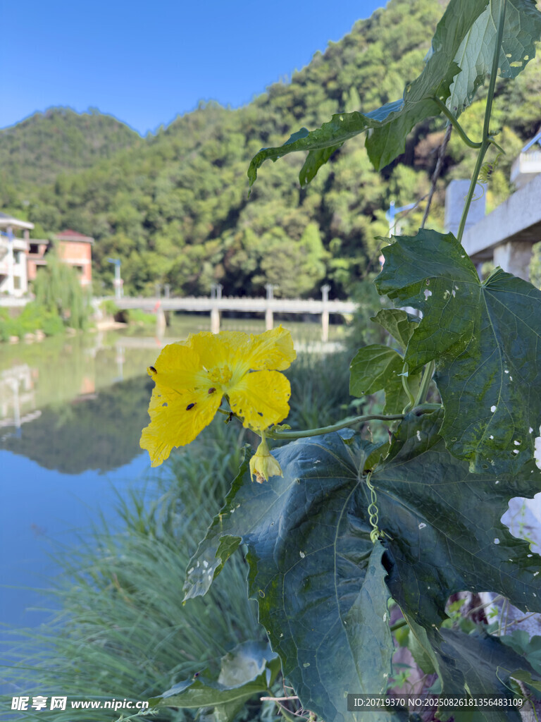 丝瓜