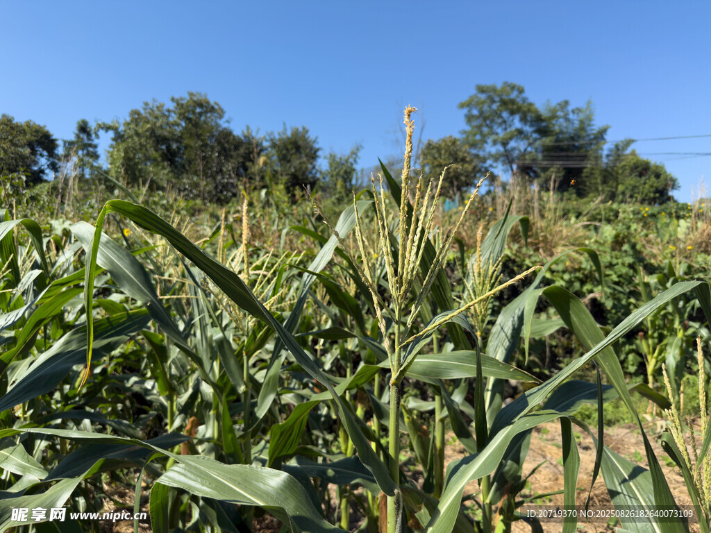 田野中的茂盛玉米植株