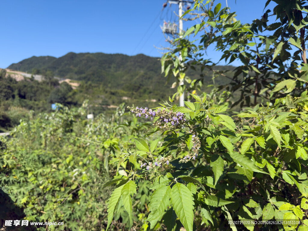 路边的野花