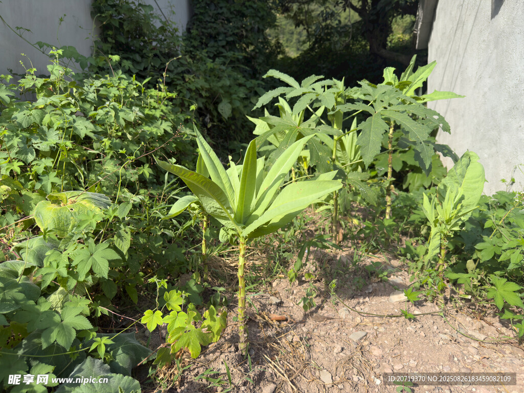菜地里的莴笋