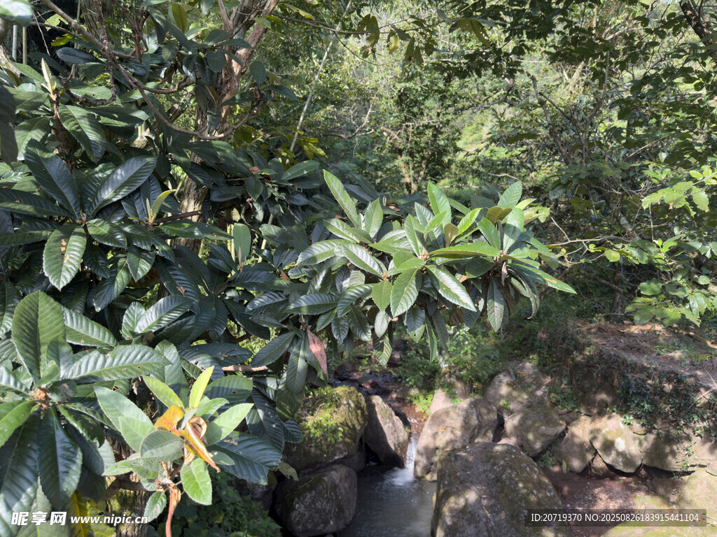 枇杷树