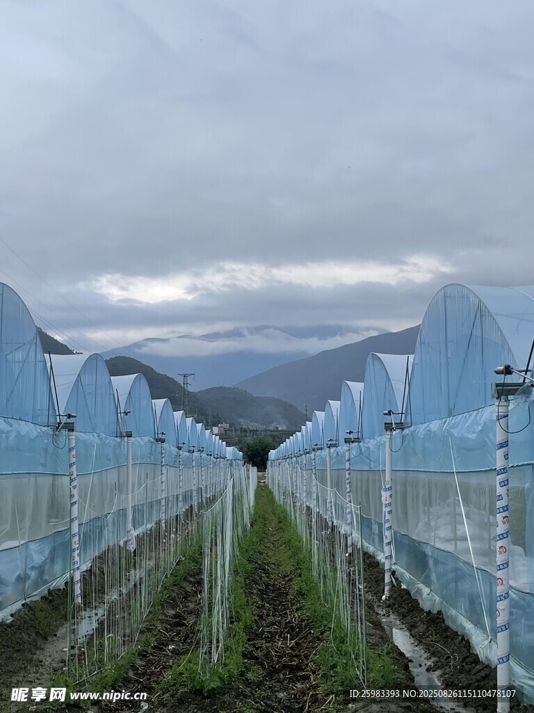 蔬菜大棚