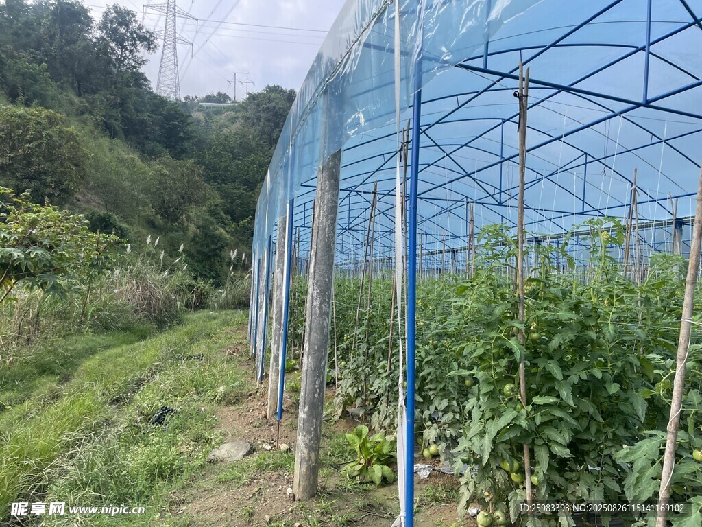 蔬菜大棚