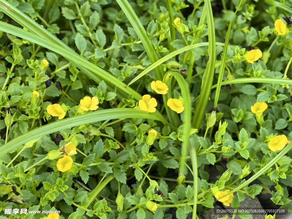 黄花绿草生机盎然