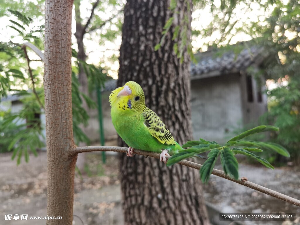 树枝上的黄绿鹦鹉