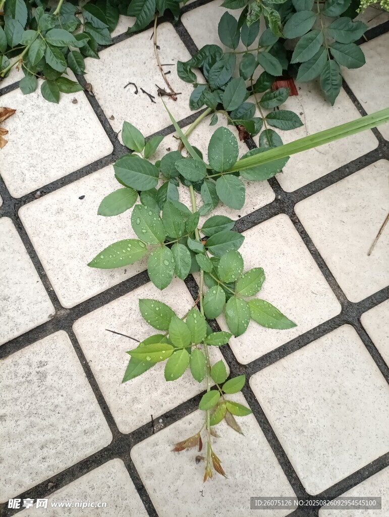 砖缝中生长的绿色植物