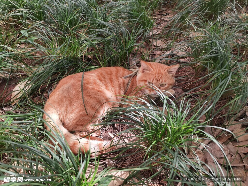 草丛中的休憩橘猫