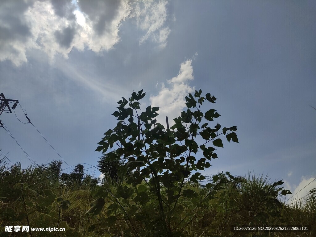 阳光穿透枝叶洒向天空