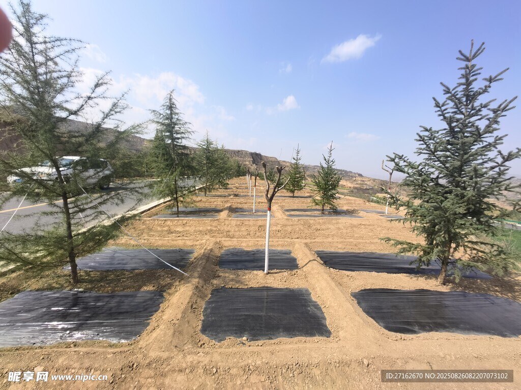 景观树