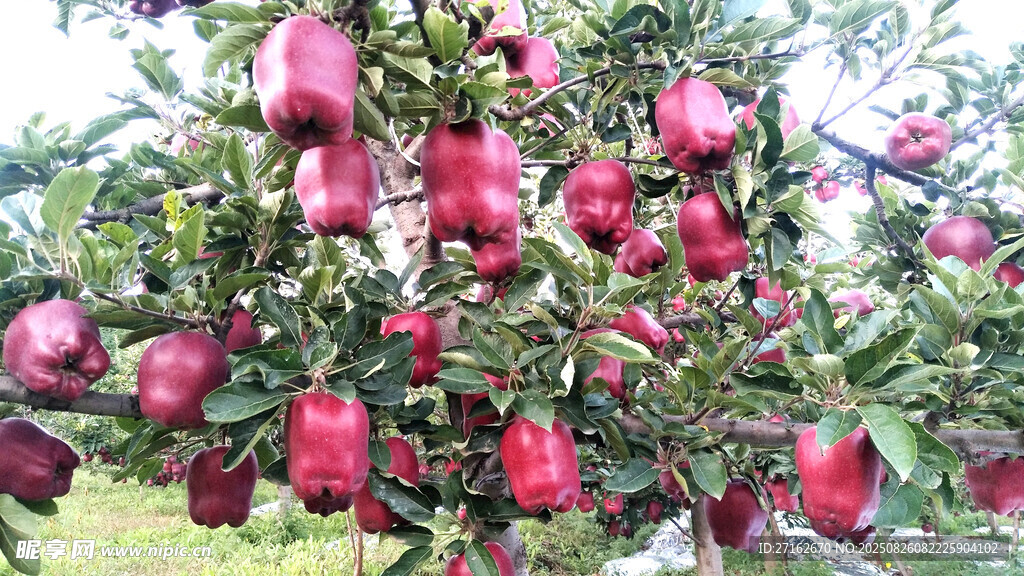 红苹果
