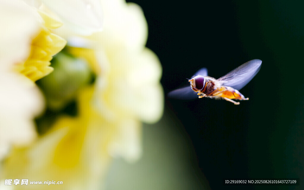 蜜蜂花间飞舞