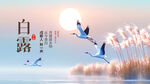 白露时节飞鸟芦苇美景