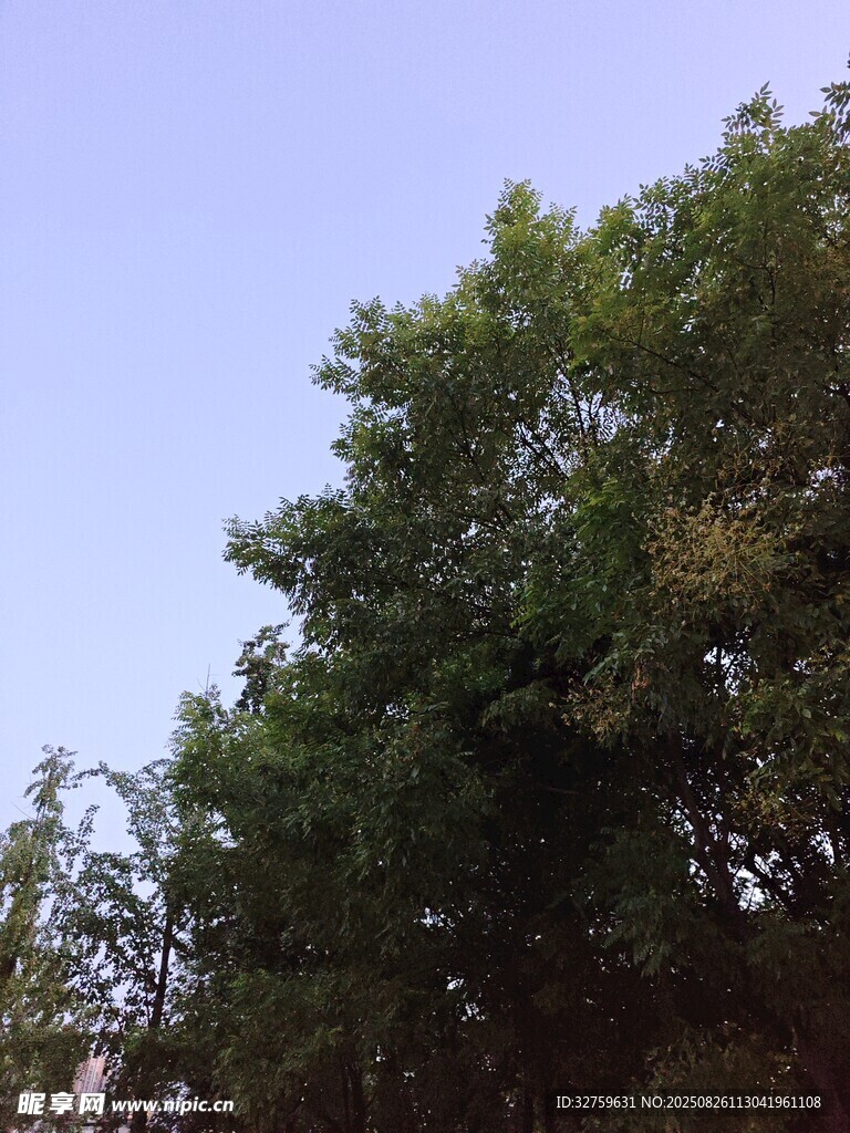 蓝天绿树风景图