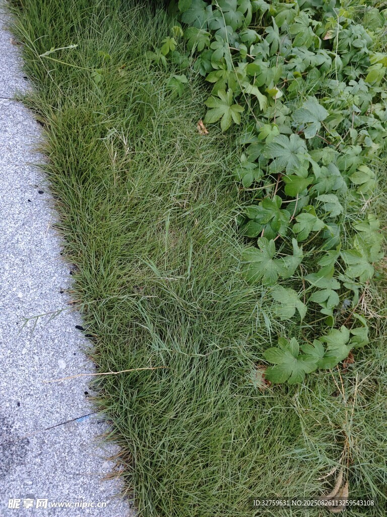 路边嫩绿草丛
