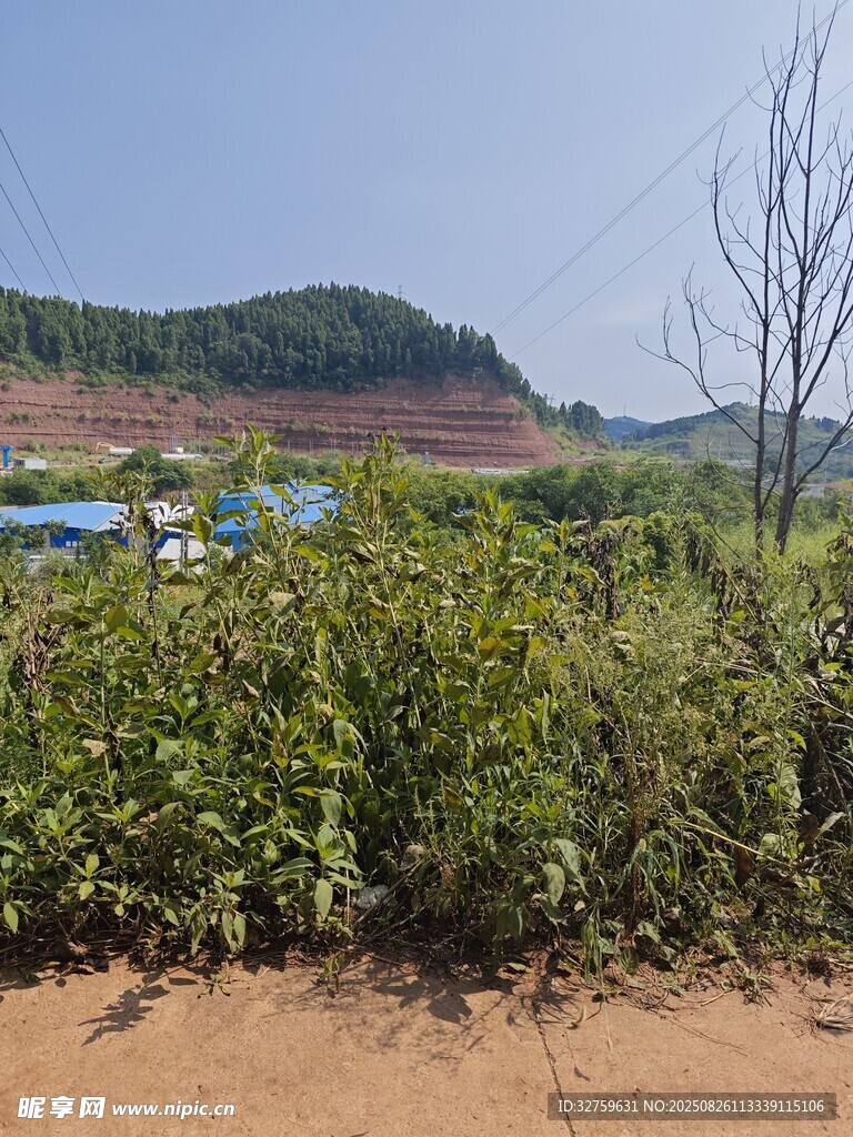 野外绿植与远处建筑景观