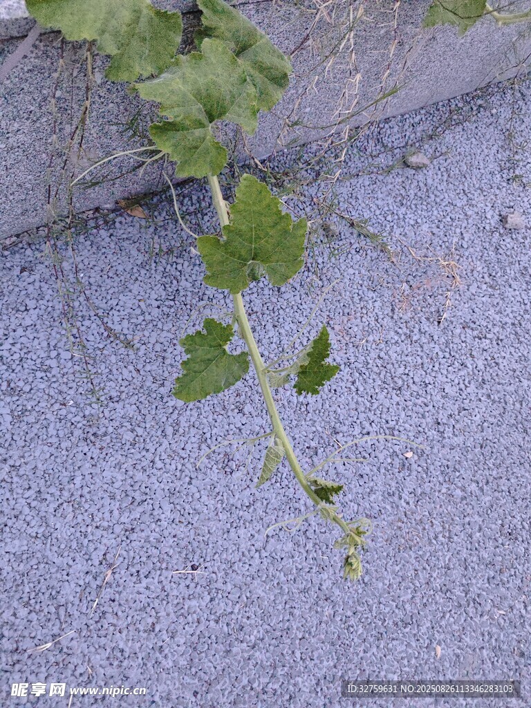 墙边生长的嫩绿藤蔓植物