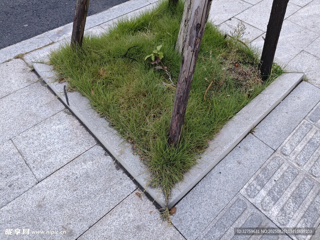 街边树池中的绿意