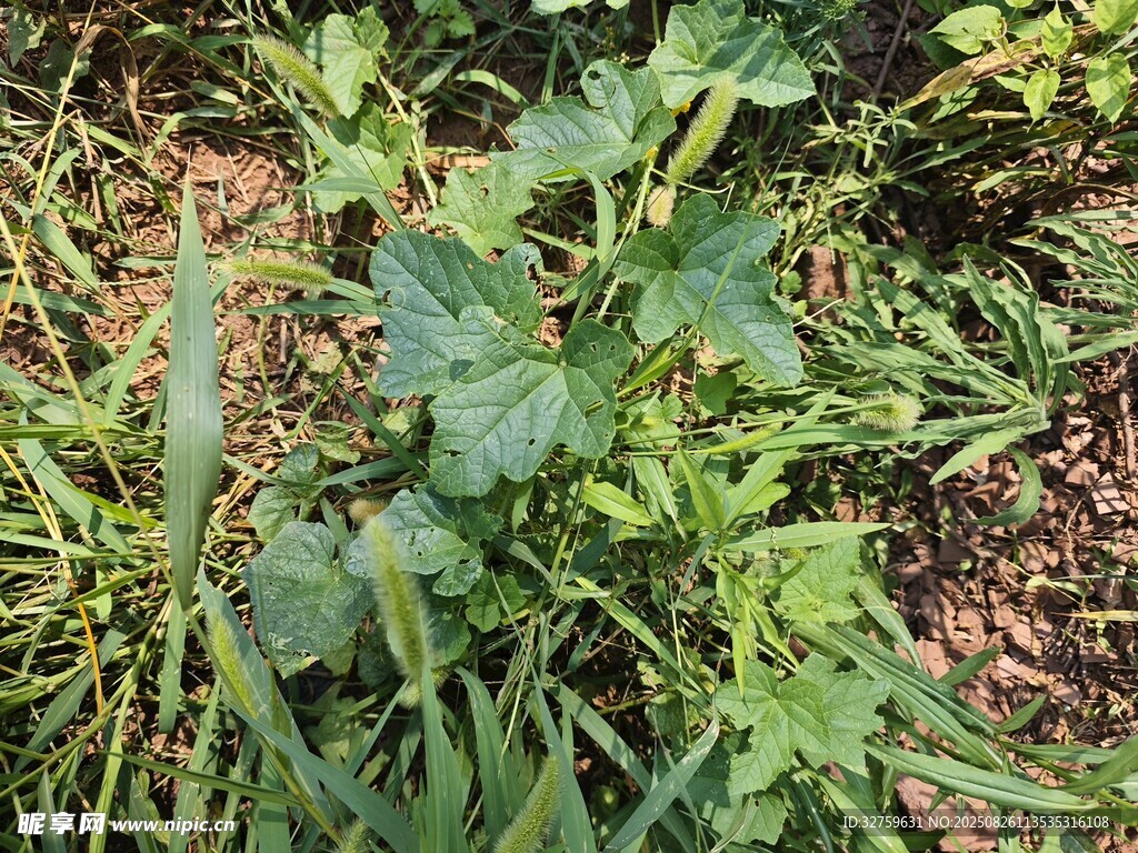 绿叶植物生长于泥土间
