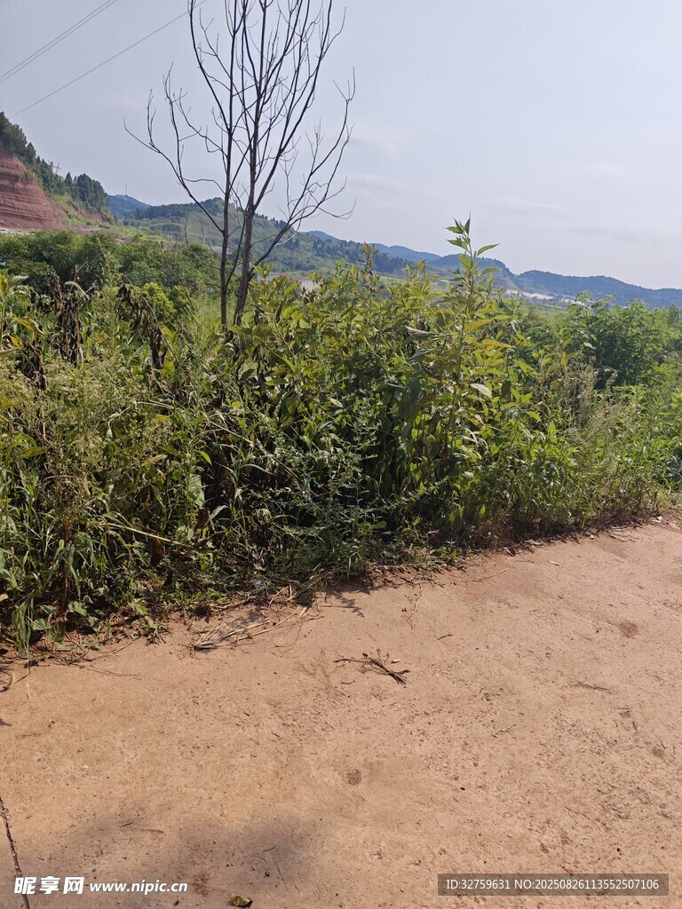乡间土路旁的繁茂植被