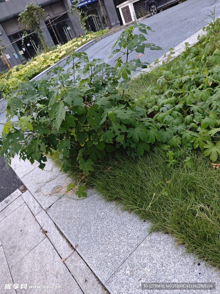 路边繁茂绿植景观