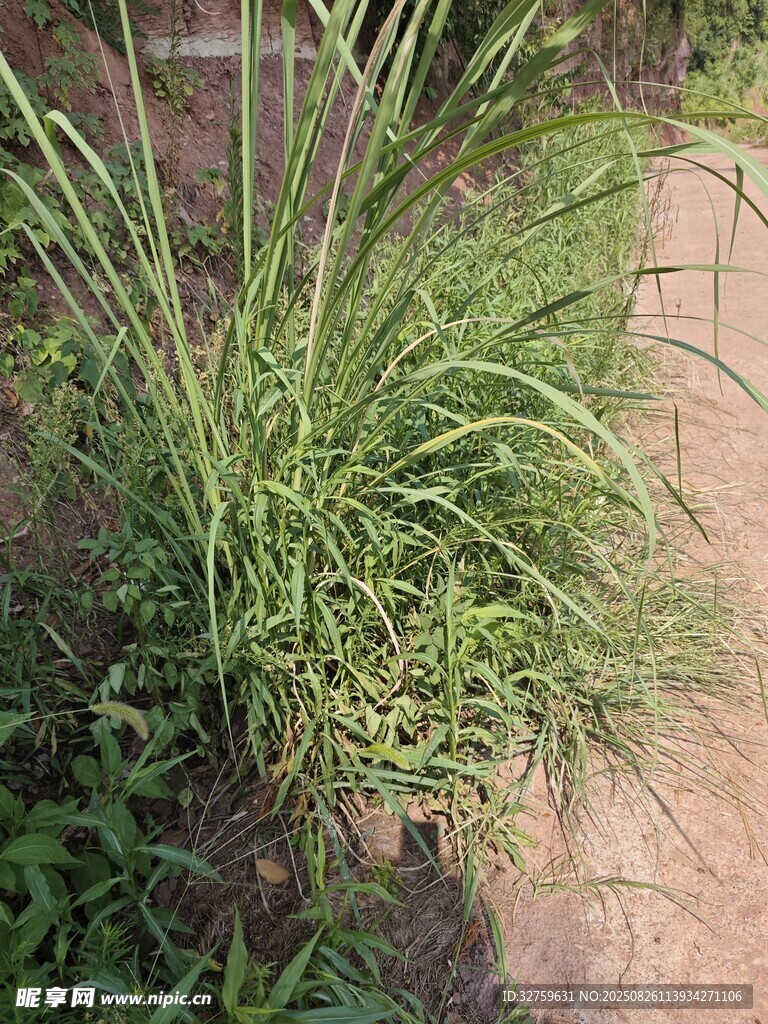 户外丛生的绿色野草