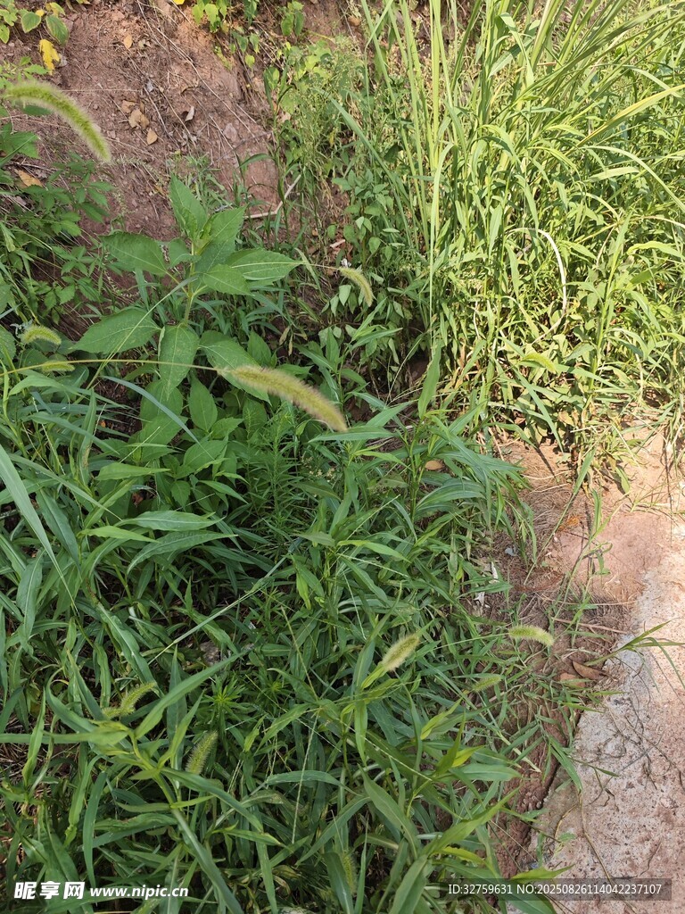 草地中的绿色植物景象