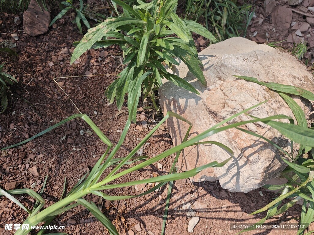 岩石旁生长的嫩绿植物