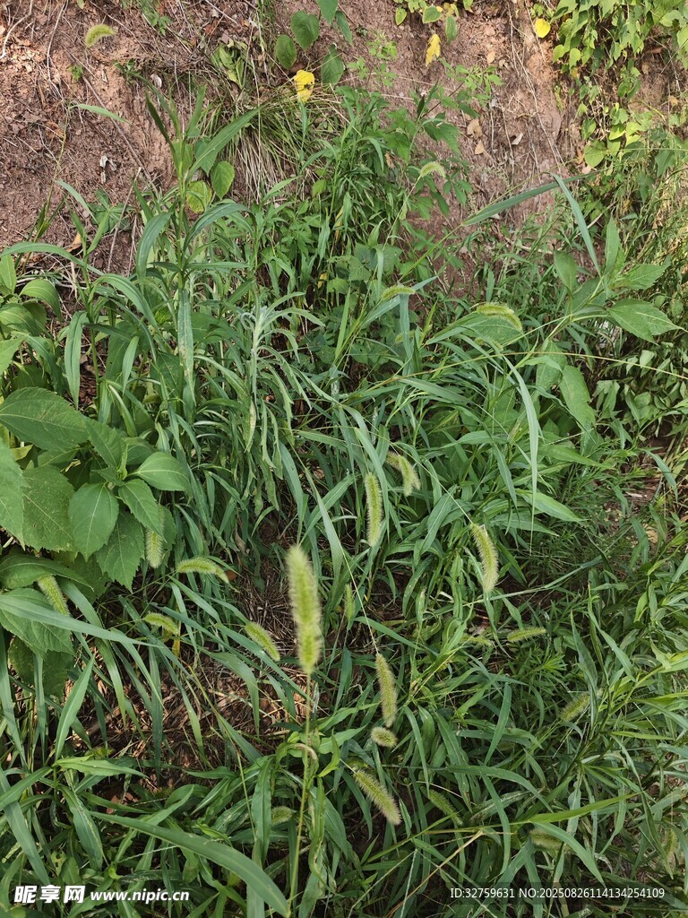 野外丛生的绿色植物