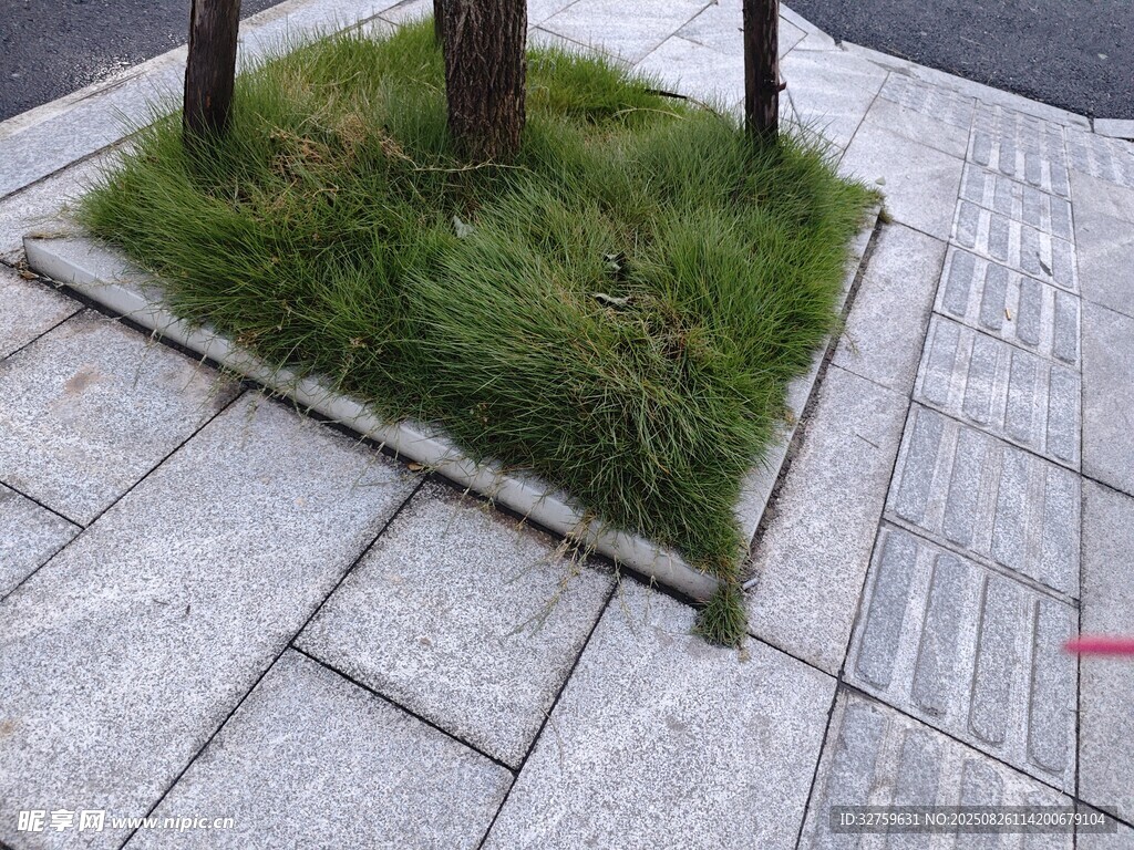 路边树池中的翠绿小草