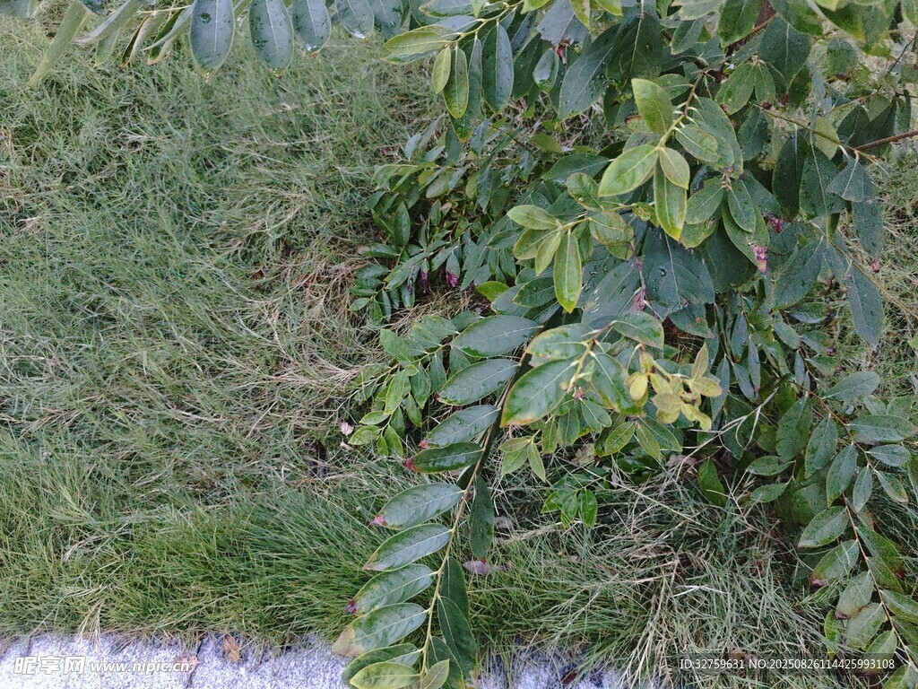 绿叶植物特写