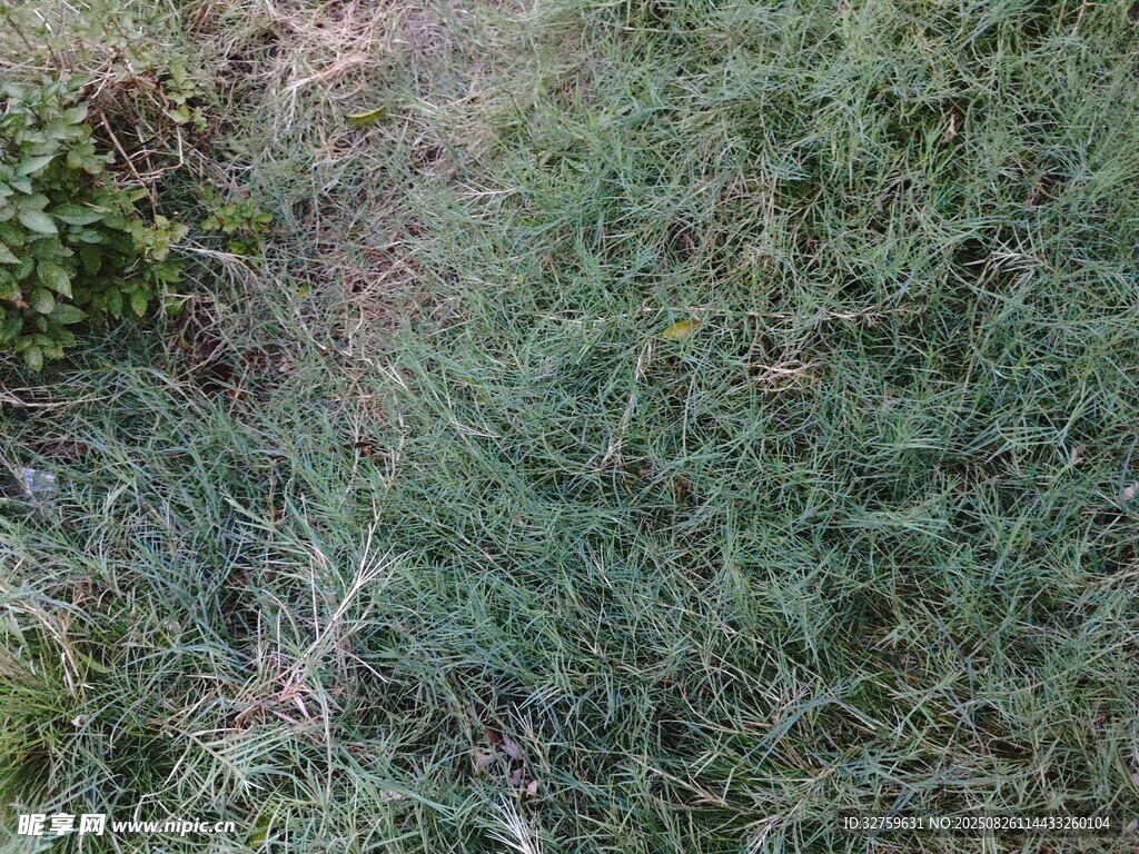 地面的绿色植被景观