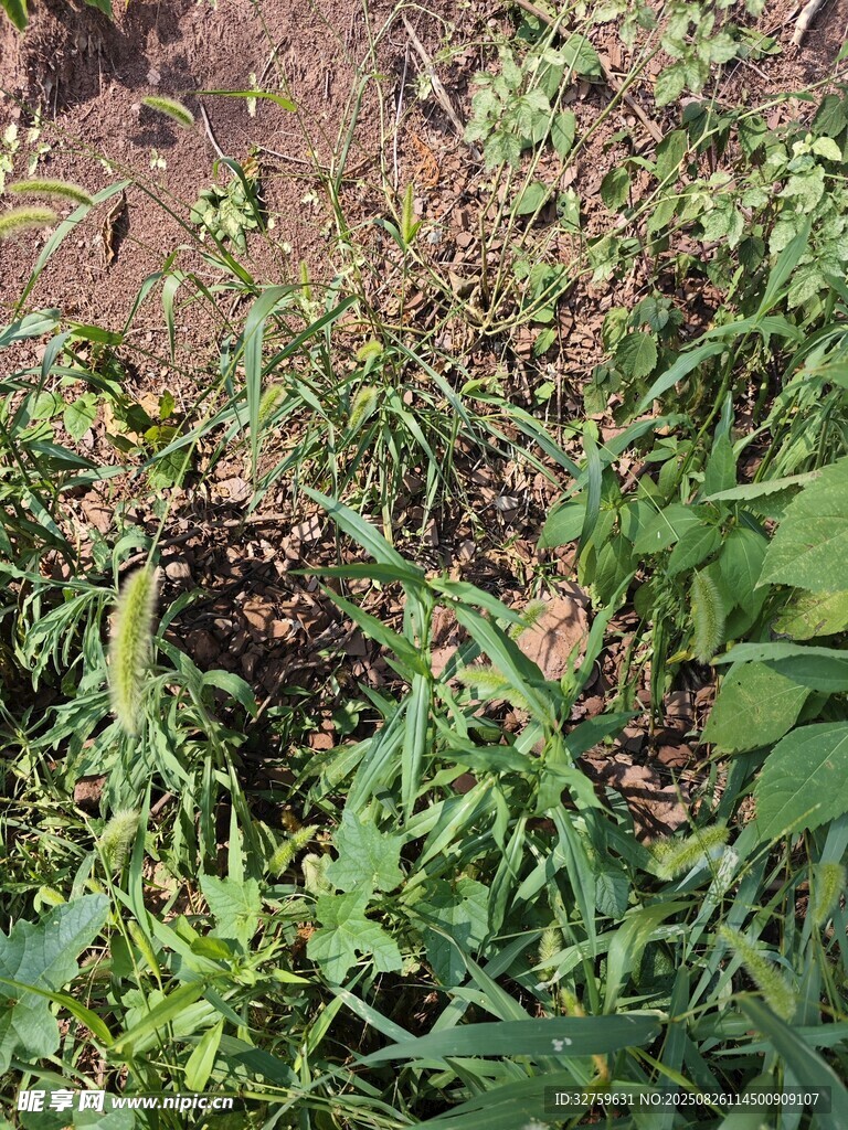 田间繁茂的绿色植物