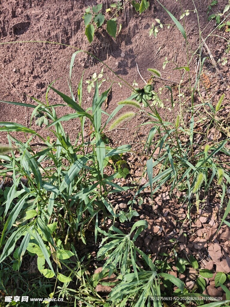 田间生长的绿色植物