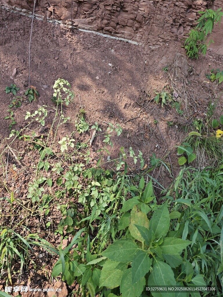 野外地面的多样绿色植物