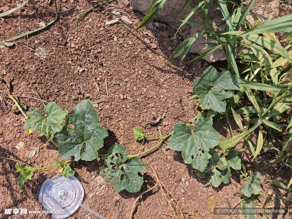地面上的植物与硬币