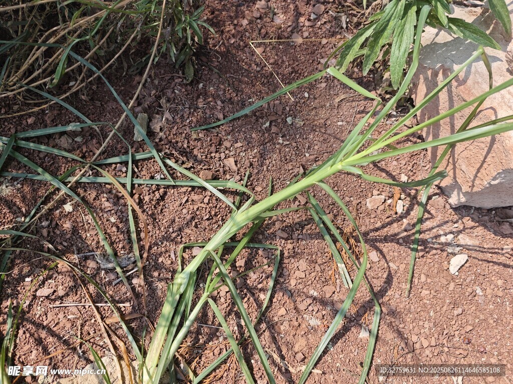 地面上的绿色植物茎干