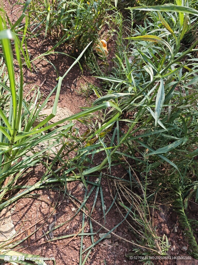 地面上的绿色野草