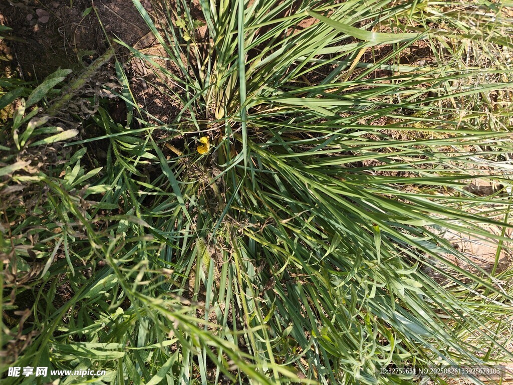 翠绿草丛中的植物特写