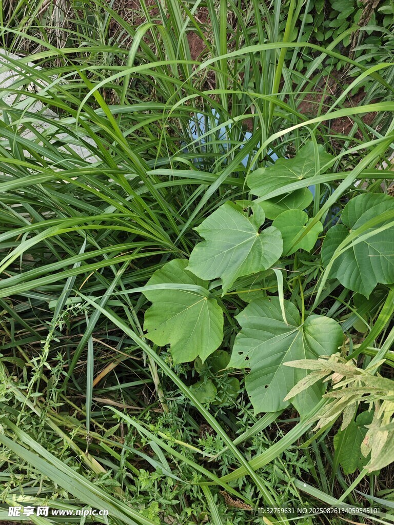 草丛中的绿叶植物
