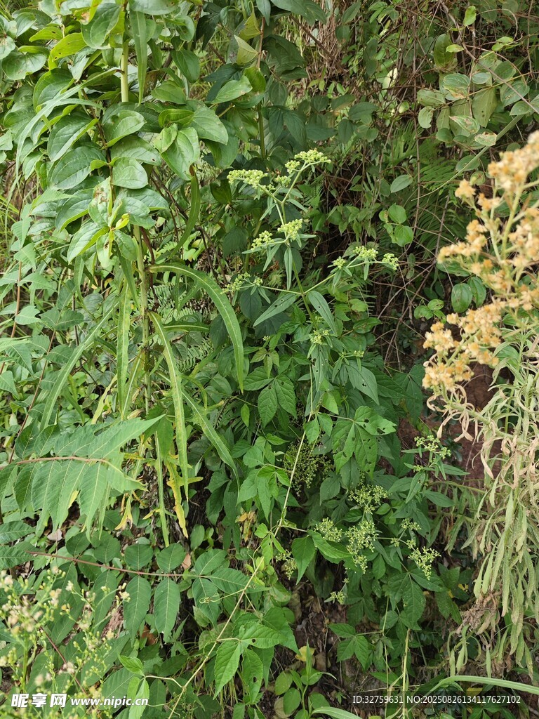 野外繁茂的多种绿色植物