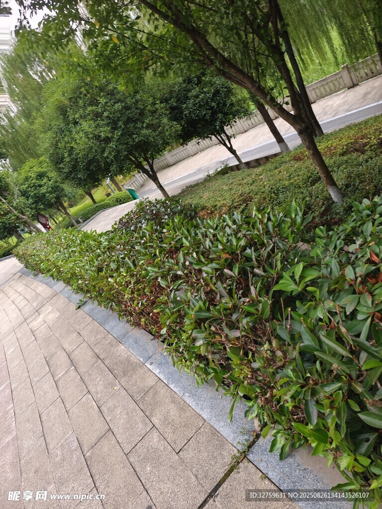 公园小径旁的绿植景观