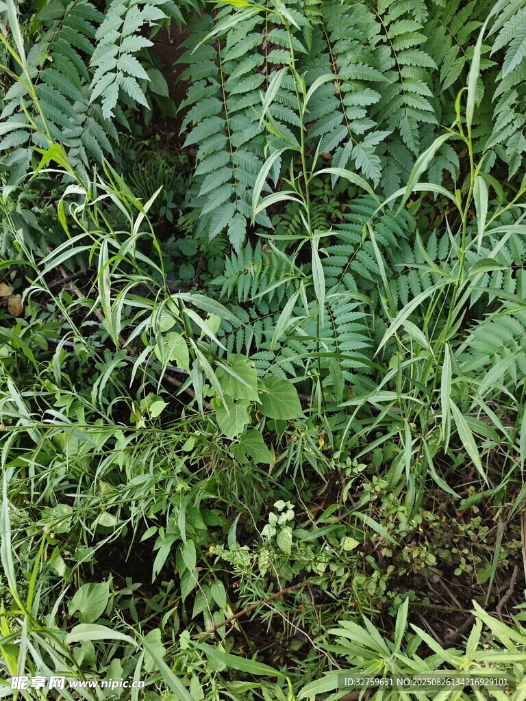 茂密蕨类植物景观