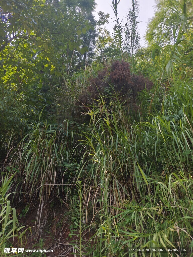 茂密绿植景观