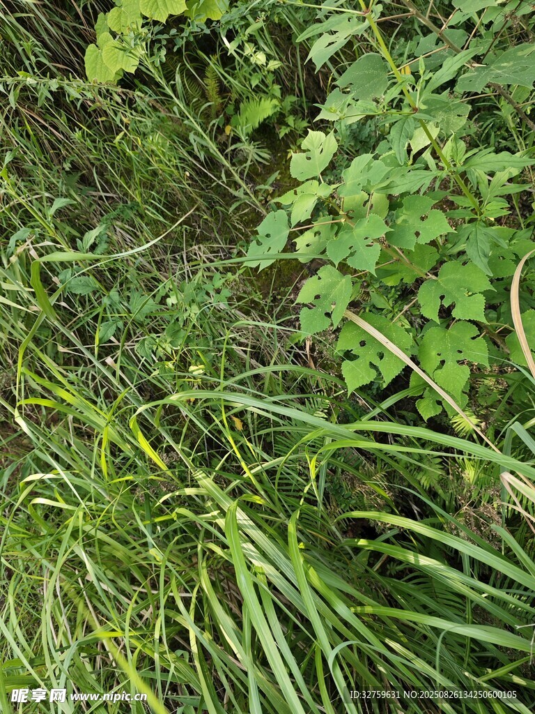 野外繁茂的绿色植物景观