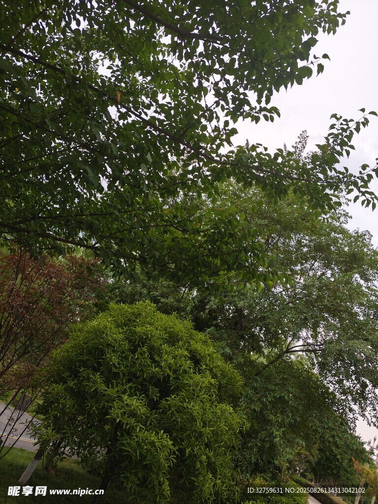 繁茂绿树景致