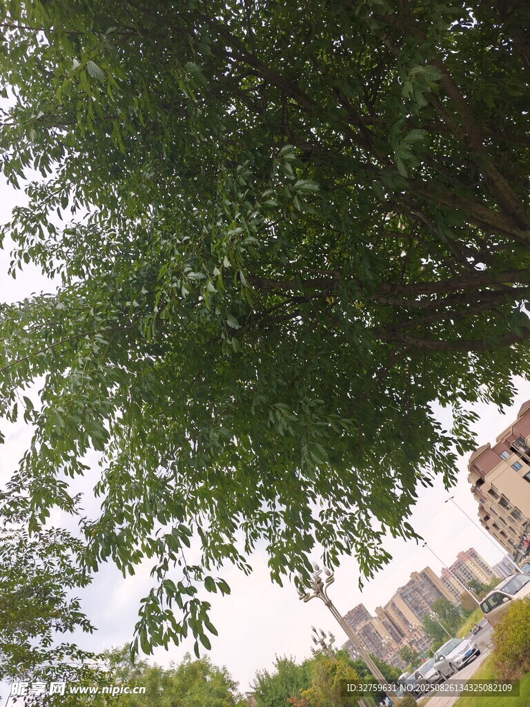 仰视繁茂绿树与远处建筑