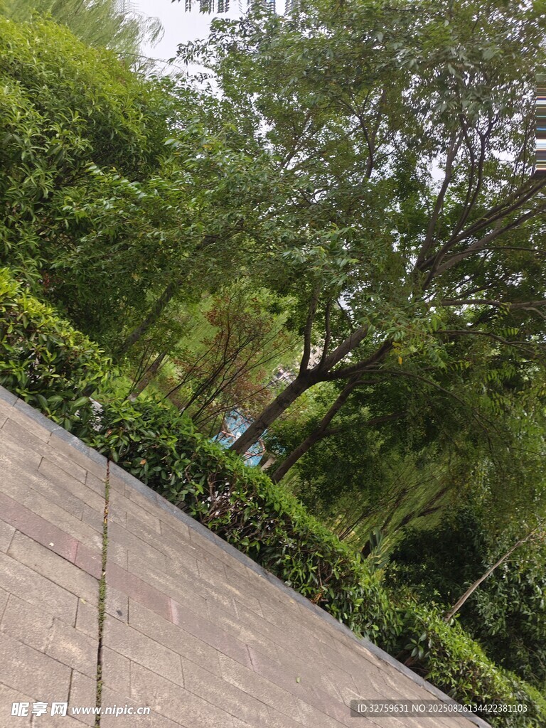 户外林荫小道景观